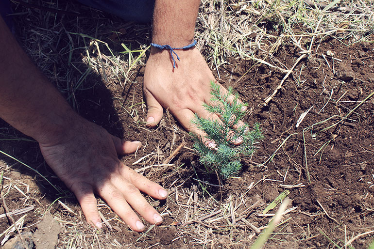 CLAC_TreeChallenge_Historias_post_ES_BosqueCerroVerde_770x514_S5